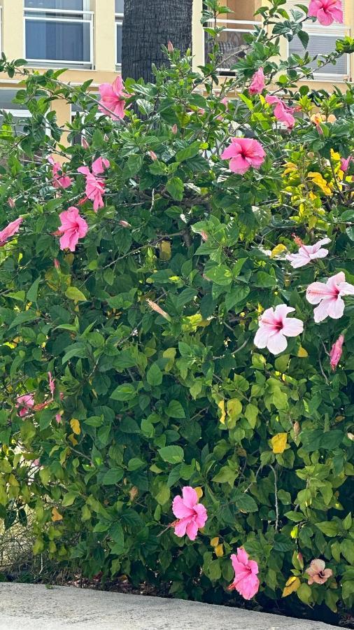 데니아 La Rosaleda 17 아파트 외부 사진